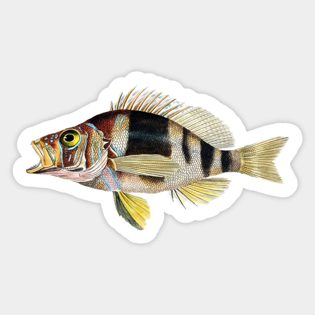 Musical Fish in G Flat Sticker by The Blue Box